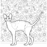 Kot cornish rex