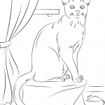 Kot rosyjski niebieski