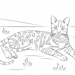 Kot bengalski brązowy centkowany