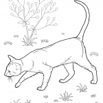 Kot krótkowłosy europejski