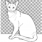 Kot syjamski orientalny