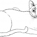 Przyglądający się kot