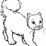 Kotek z puchatym ogonkiem