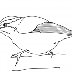 Kowalik czarnogłowy