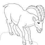 Koziorożec alpejski