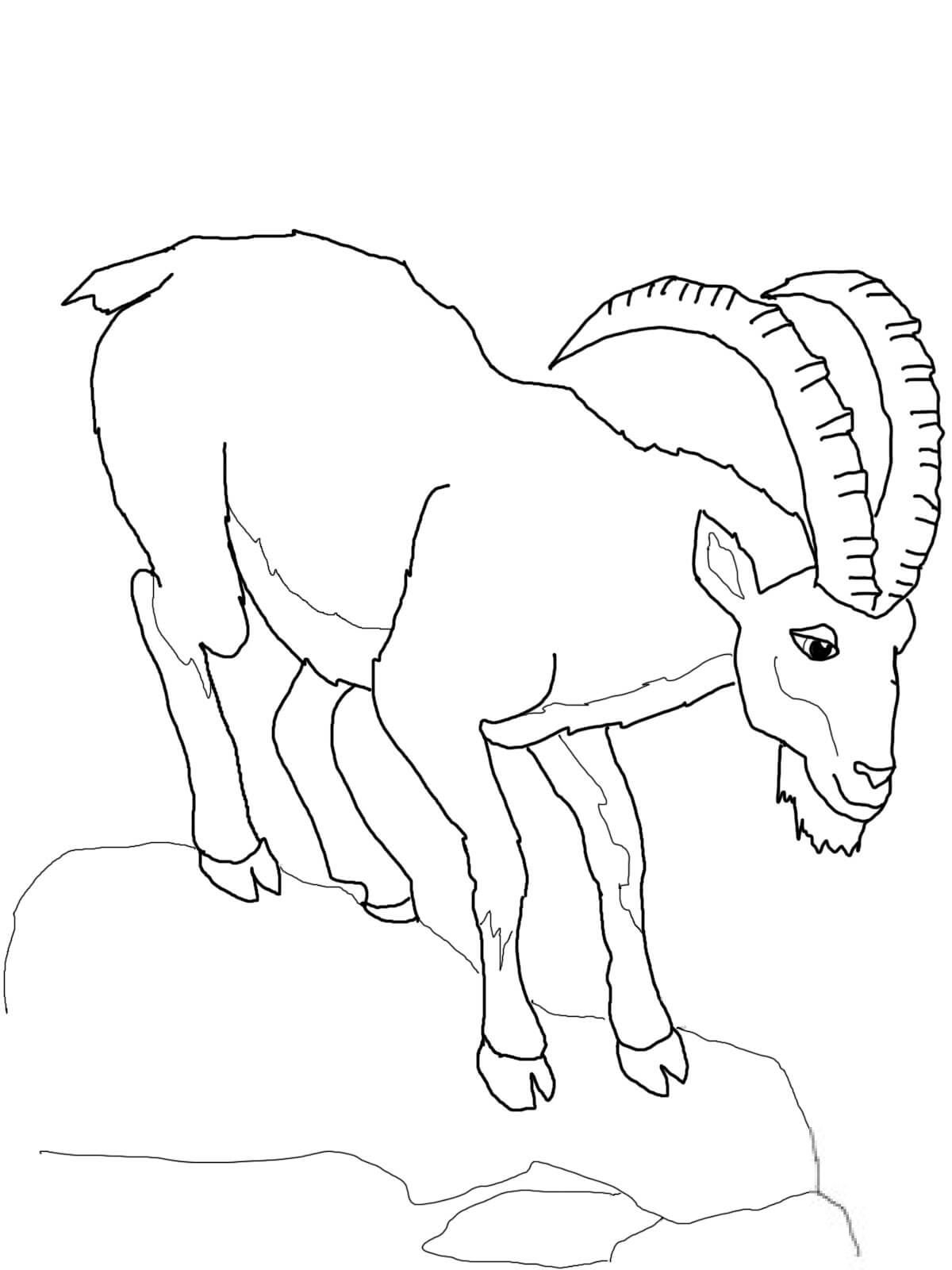 kolorowanka Koza bezoarowa