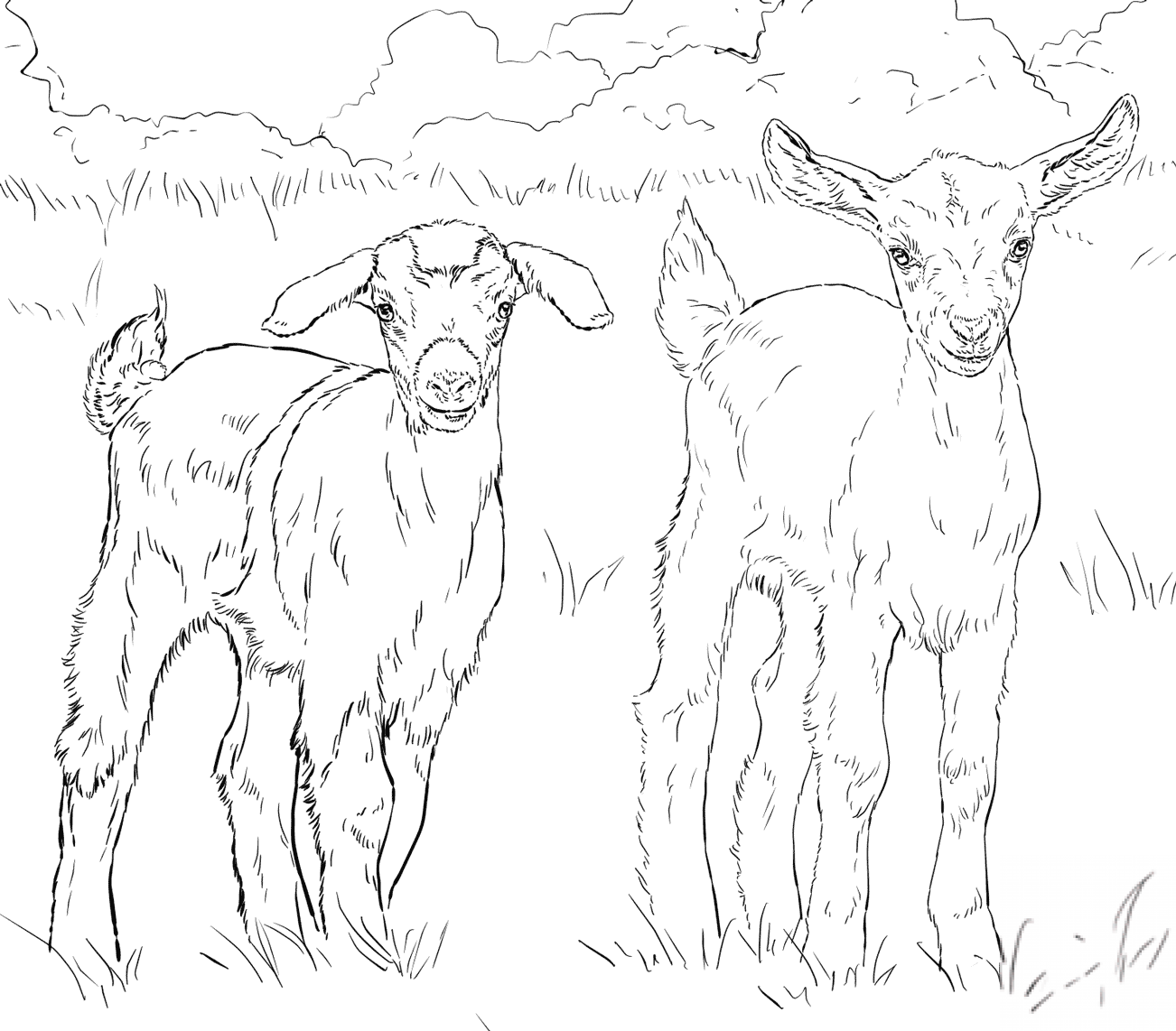 kolorowanka Koza
