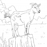 Realistyczna koza domowa