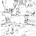 Kozły śnieżne w zoo