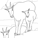 Mały kozioł śnieżny z rodziną