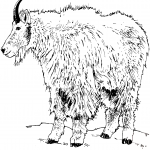 Realistyczny kozioł śnieżny