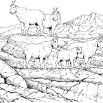 Stado kozłów śnieżnych