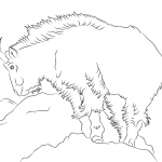 Kozioł śnieżny z gór skalistych