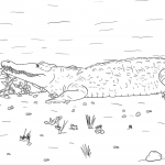 Krokodyl amerykański