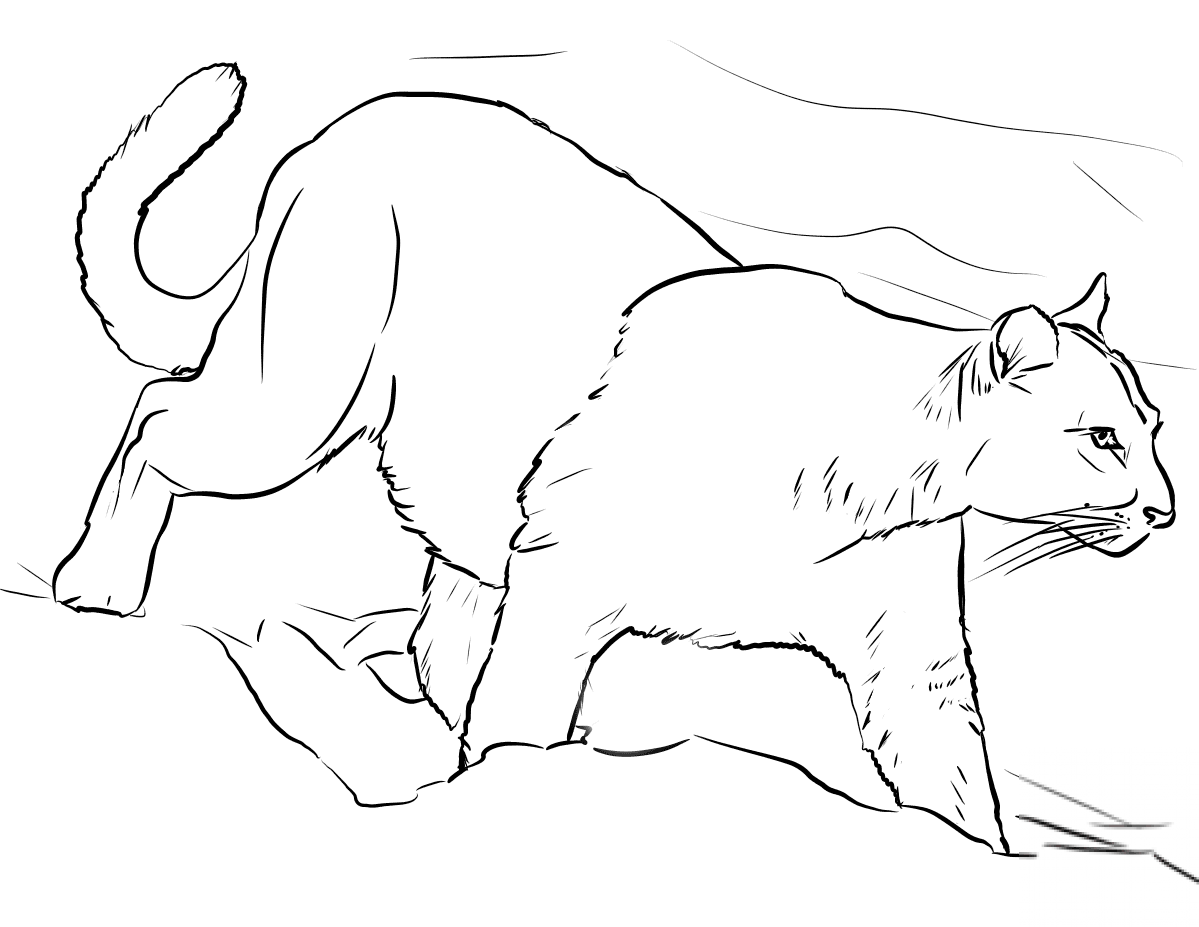 Spacerujący lew górski