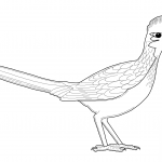 Kukawka kalifornijska