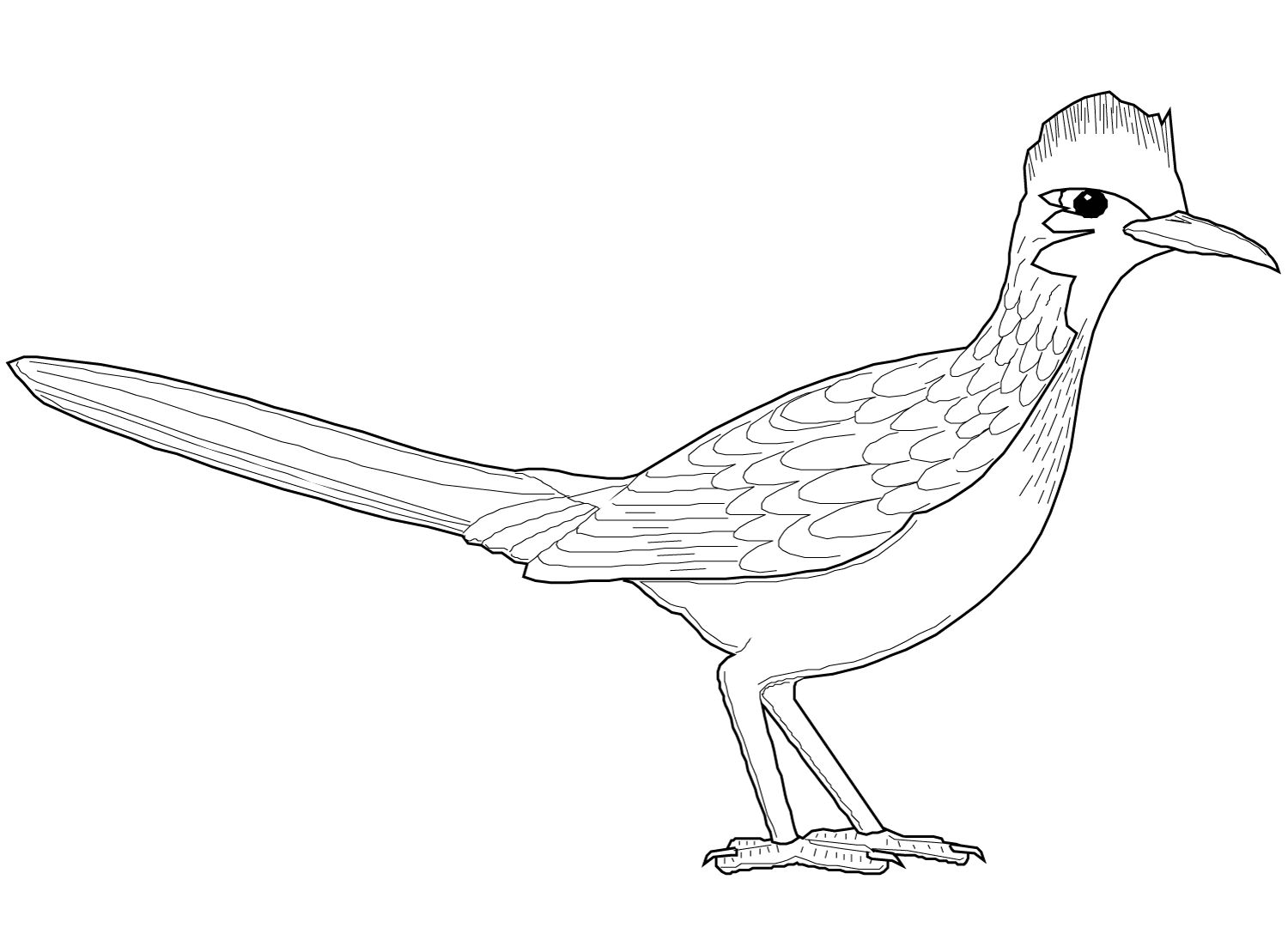 Kukawka kalifornijska