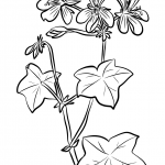 Pelargonia bluszczolistna