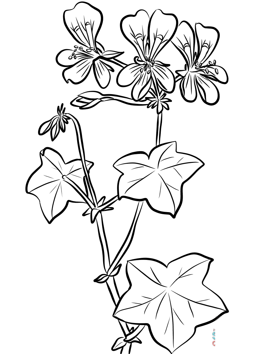 Pelargonia bluszczolistna