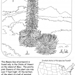 Mauna Kea Silversword