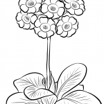 Pierwiosnek łyszczak