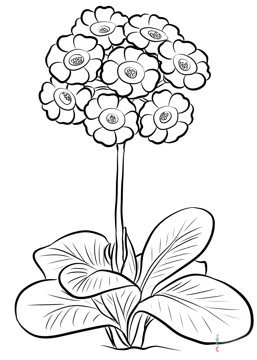 Pierwiosnek łyszczak