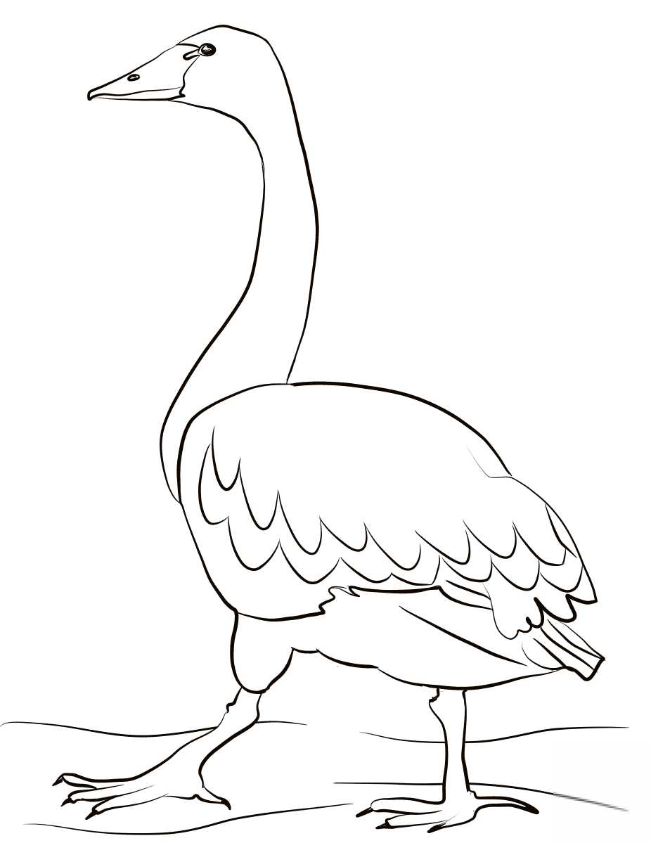 Łabędź czarnodzioby