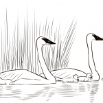 Łabędź trąbiący