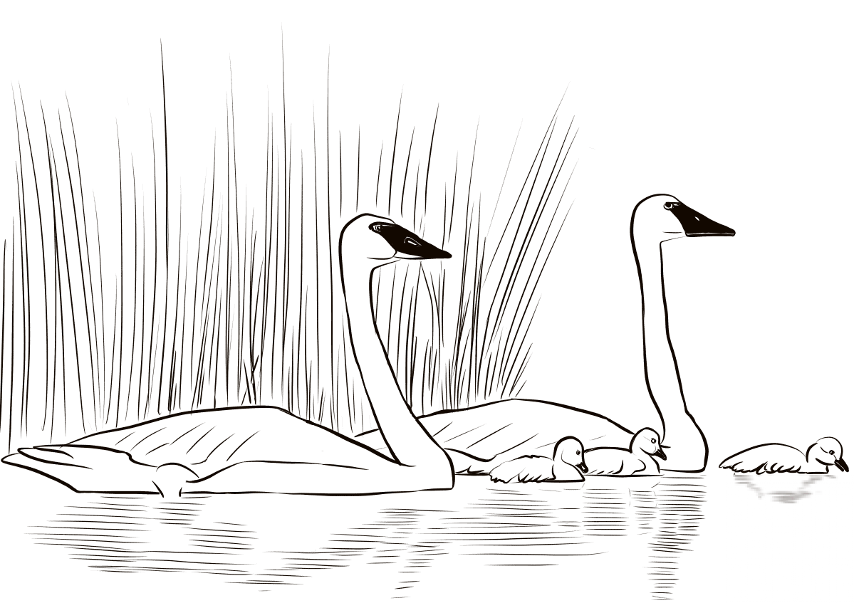 Łabędź trąbiący