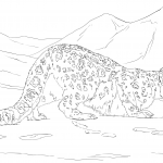 Polujący śnieżny leopard