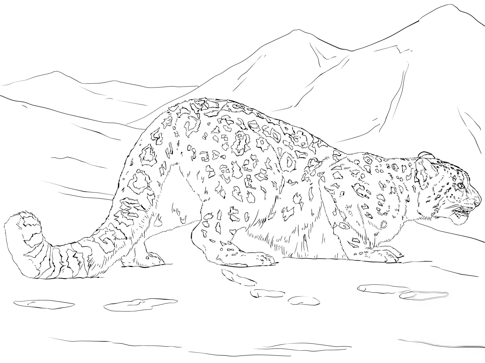 Polujący śnieżny leopard