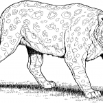 Czający się lampart