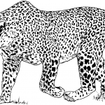 Pantera o plamistym ubarwieniu