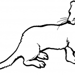 Łasica długoogoniasta