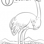 Letter O is for Ostrich