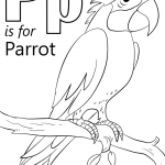 Letter P is for Parrot