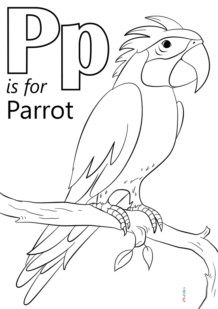 Letter P is for Parrot