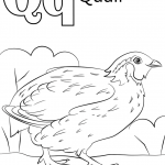 Letter Q is for Quail