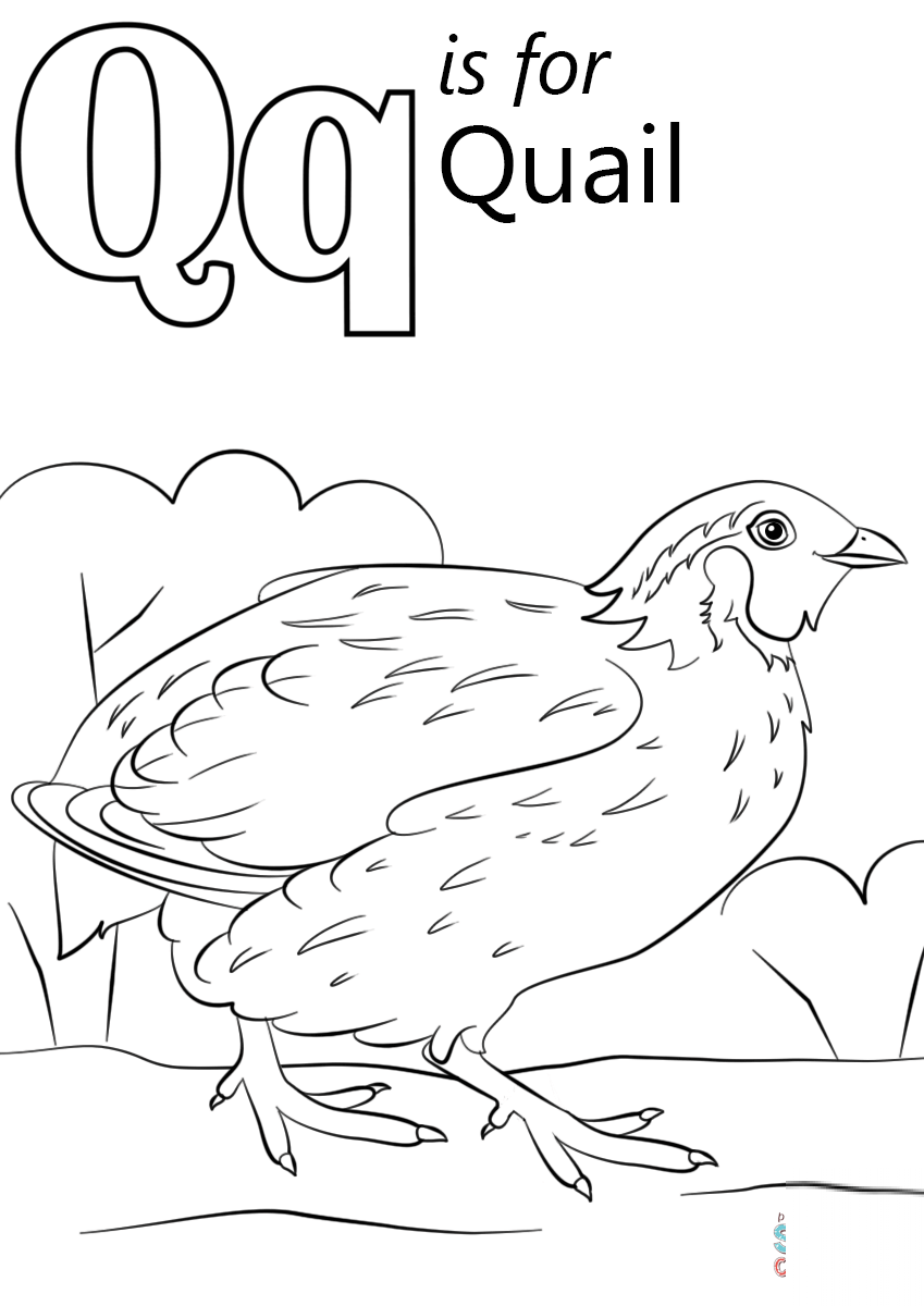 Letter Q is for Quail