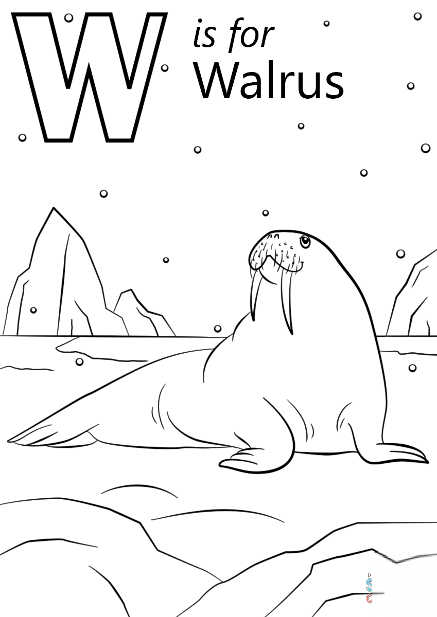W is for Walrus