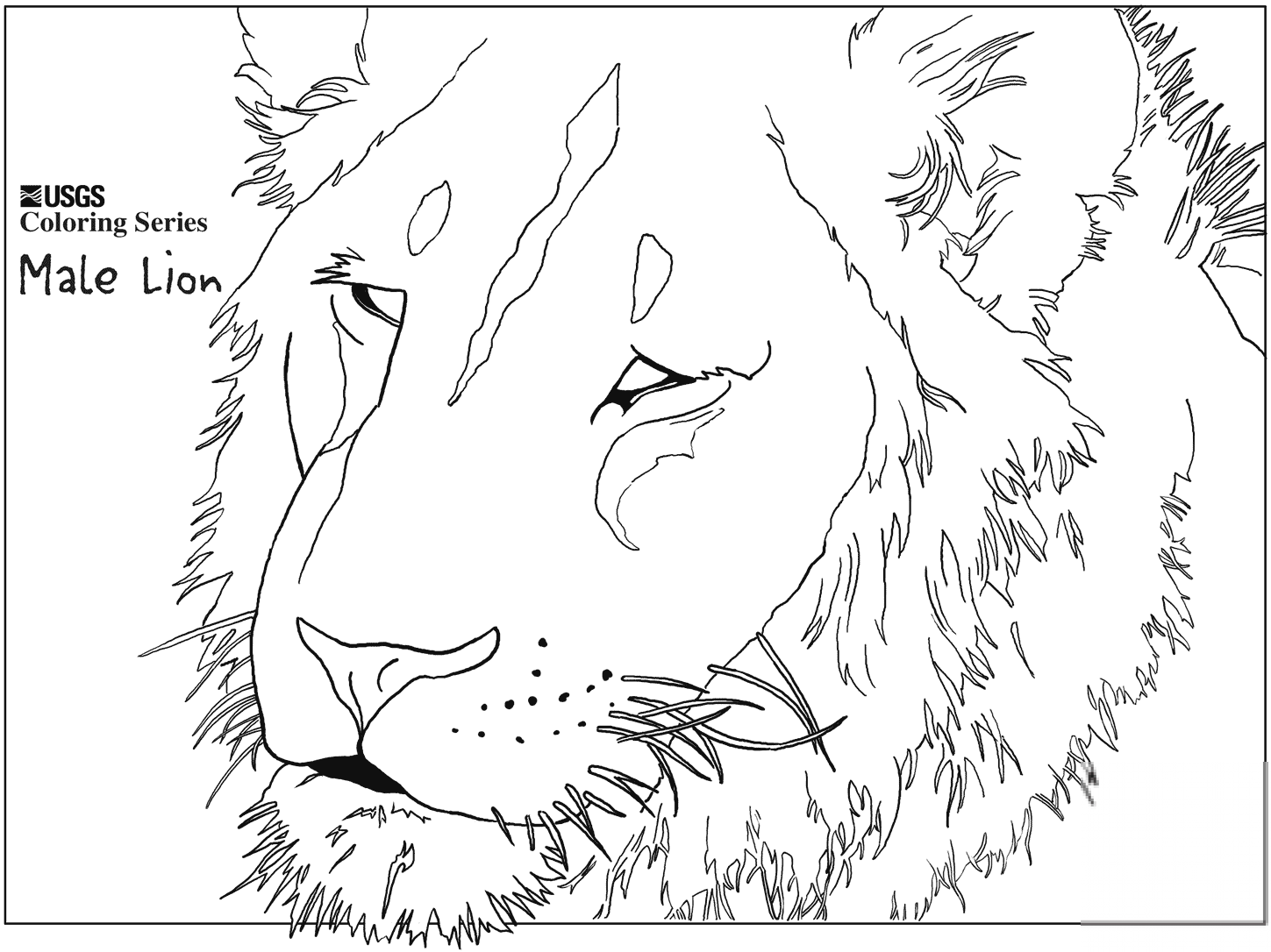 Male Lion Head