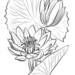 Grzybienie błękitne