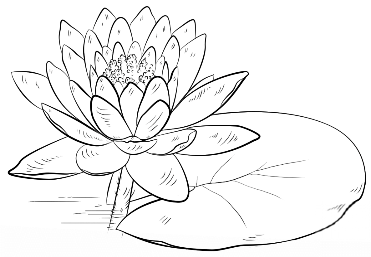 Water Lily and Pad