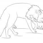 Czający się lis rudy