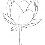 Lotus Flower
