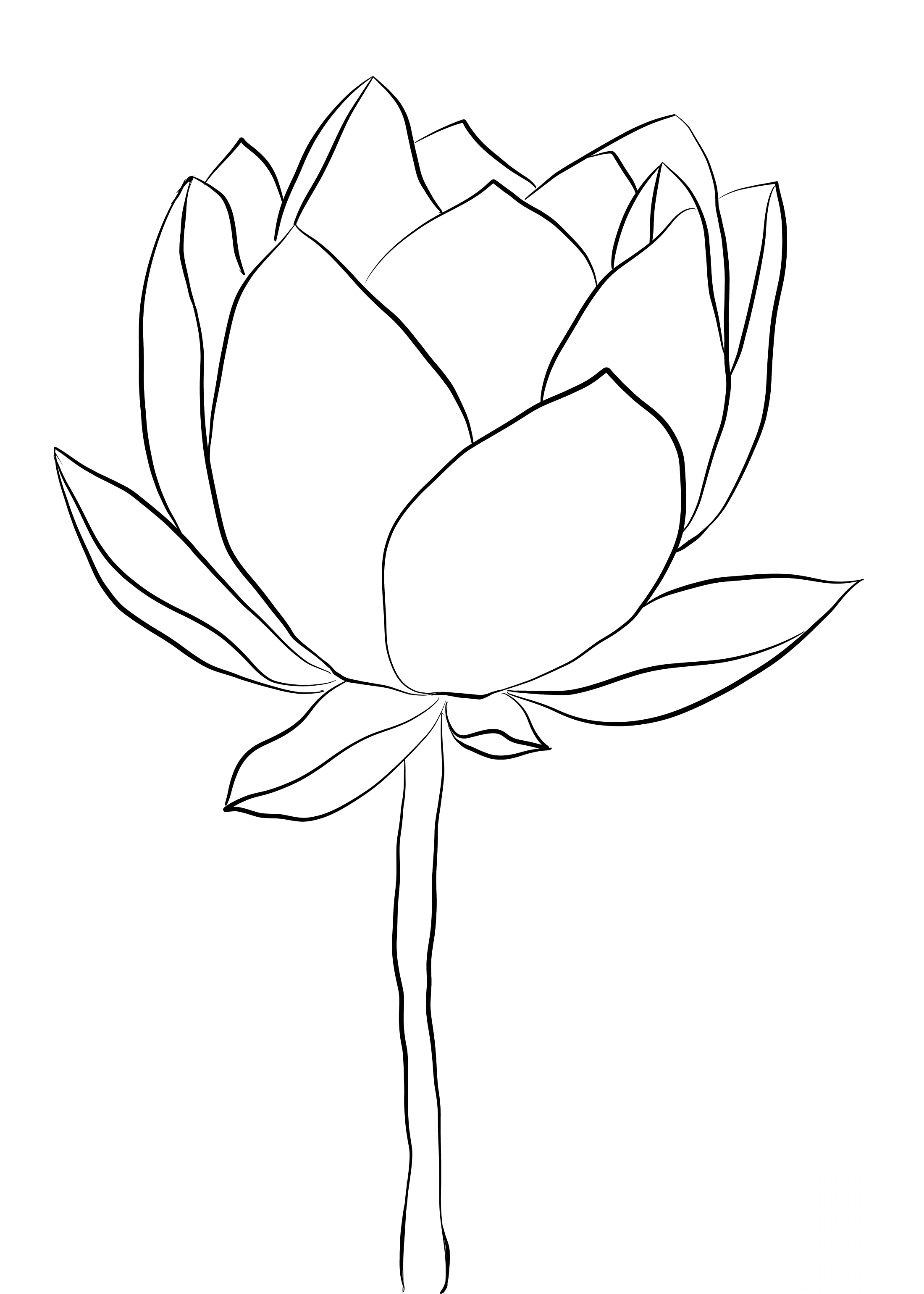Lotus Flower