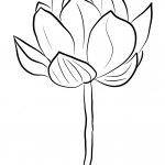 Lotus Blossom