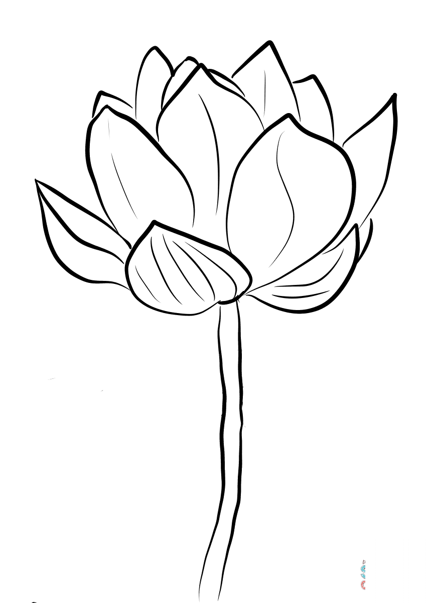 Lotus Blossom