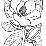 Magnolia