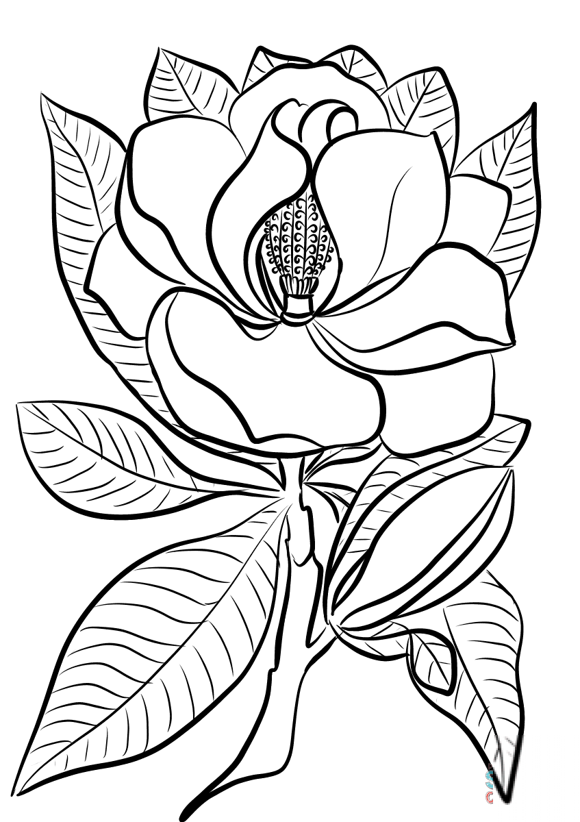 Magnolia
